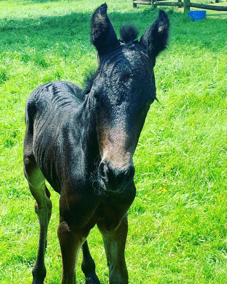 Pirongia Clydesdales & Friesian Horses